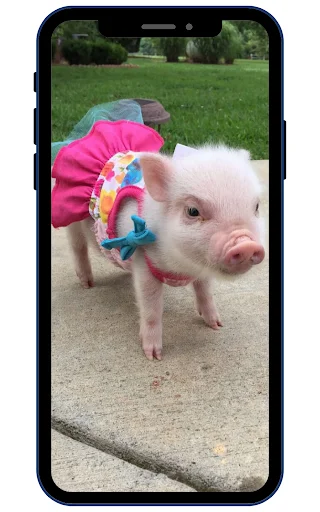 Download Wallpaper Babi Mini HD Terbaru – Koleksi Gambar Lucu - Screenshot 2