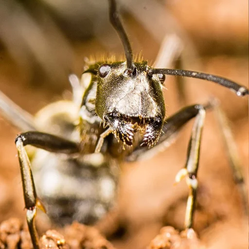 Download Insect Wallpapers Terbaru – Koleksi Gambar HD Gratis