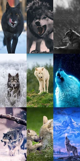 Unduh Wolf Wallpaper HD Terbaru – Gambar Serigala Keren Gratis - Screenshot 4