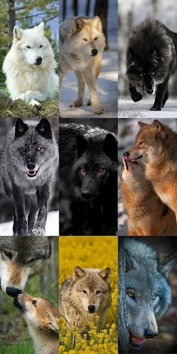 Unduh Wolf Wallpaper HD Terbaru – Gambar Serigala Keren Gratis - Screenshot 21