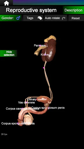 Download Internal Organs in 3D Anatomy Terbaru – Belajar Anatomi - Screenshot 14
