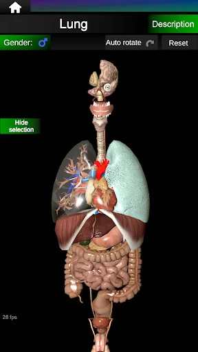 Download Internal Organs in 3D Anatomy Terbaru – Belajar Anatomi - Screenshot 10
