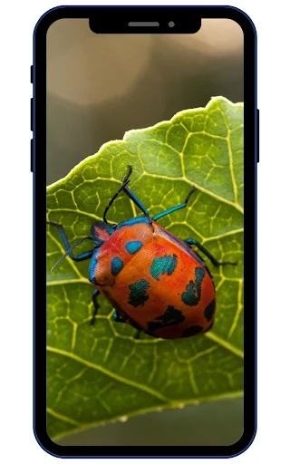 Download Insect Wallpapers Terbaru – Koleksi Gambar HD Gratis - Screenshot 3