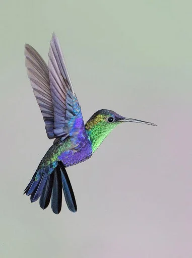 Download Hummingbird Sounds Terbaru – Koleksi Kicauan Burung Gratis - Screenshot 1
