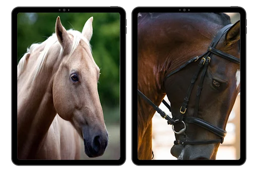 Unduh Horse Wallpapers Terbaru – Koleksi Gambar Kuda HD Gratis - Screenshot 6