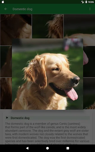 Download Dogs Puzzle Terbaru – Game Teka-Teki Anjing Seru Gratis - Screenshot 11